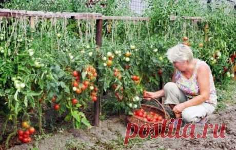 Как получить 2 ведра томатов с куста! Бабушкин секрет — Полезные советы