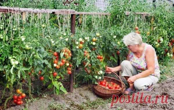 Как получить 2 ведра томатов с куста! Бабушкин секрет — Полезные советы