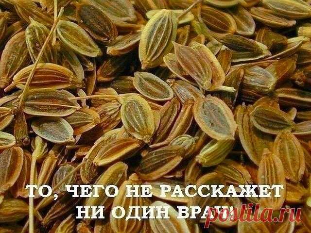 УКРОП, МЁД И ВАЛЕРИАНА
