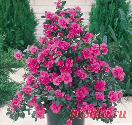 Азалия японская. Азалия японская: посадка и уход - FB.ru