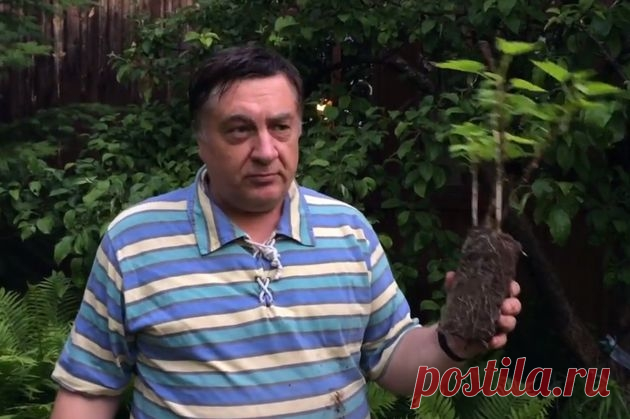 Хитрость от Андрея Туманова: укоренение черенков смородины