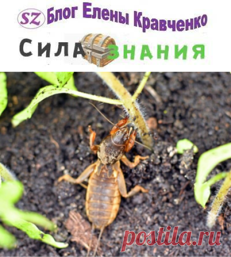 Как избавиться от медведки на огороде — эффективные способы