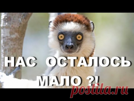 12 видов животных которые на грани вымирания - YouTube
Каждый год мир атакуют природные катаклизмы и природные аномалии, вследствие чего страдают на планете ни в чем не повинные #животные и в целом вся #дикаяприрода . Некоторых становится все меньше и в ближайшем будущем могут исчезнуть отдельные виды рыб, черепахи, птицы, некоторые млекопитающие. И главной опасностью для их жизни все также остается человек. 

Это Видео #проживотных - о  12 видах природной фауны, которые могут пропасть с лица