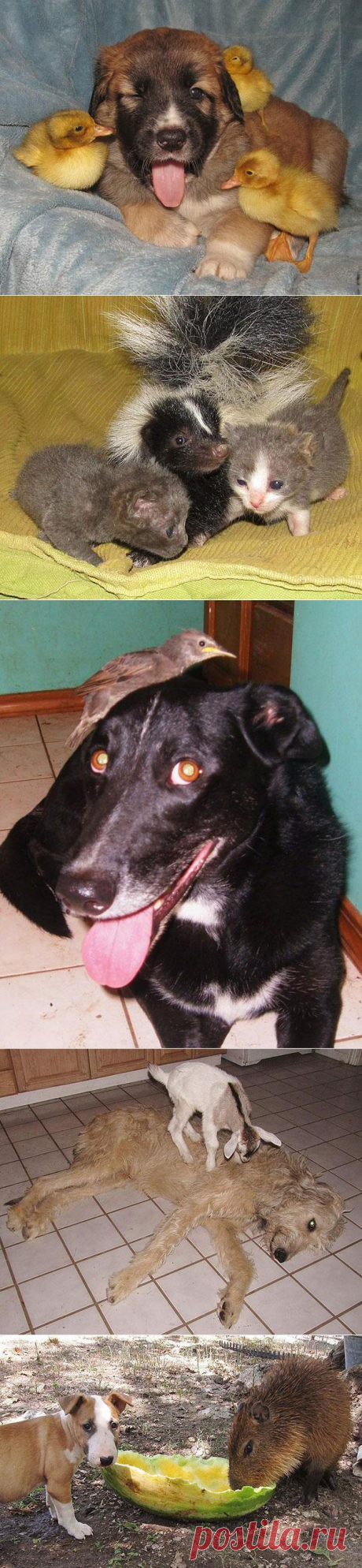 Животные тусующиеся вместе / vicer.ru / Surfingbird.ru