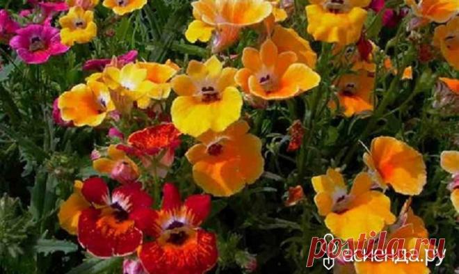 Немезия - яркий однолетник - немезия