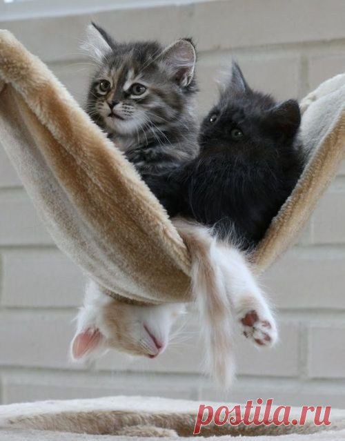 It’s Caturday (30 Photos) – badSENTINEL