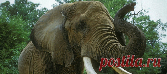 Вряд ли слоны предполагали, что их когда-либо будут сравнивать с высокоскоростными поездами – и всё же учёные смогли провести эту необычную параллель.