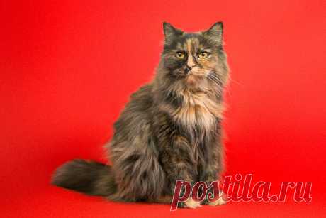Роскошная Матильда в добрые руки! г. Москва - Собаки, Кошки, Коты, Щенки, Котята в ДОБРЫЕ РУКИ -- Бесплатно - Группы Мой Мир