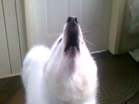 Собака воет. Что делать? | Школа Прикладной этологии