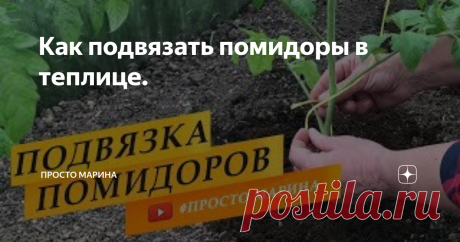 Как подвязать помидоры в теплице.