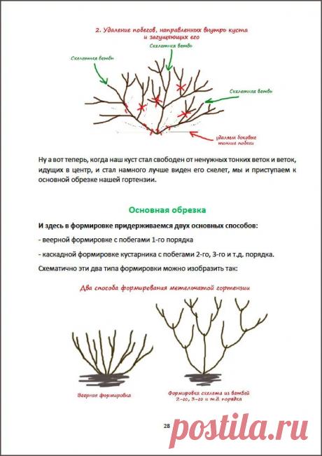 Инструкция по обрезке метельчатых, древовидных и крупнолистных гортензий.