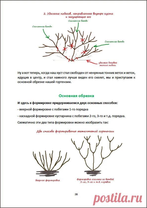 Инструкция по обрезке метельчатых, древовидных и крупнолистных гортензий.
