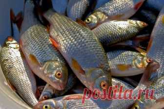 Плотва. Ловля перед ледоставом | Все о ловле рыбы 🎣 Рыбалке.нет