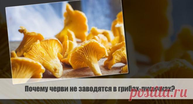Разбираем тему: Почему черви не заводятся в грибах-лисичках?