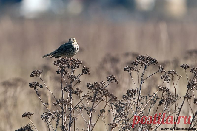 Конек луговой