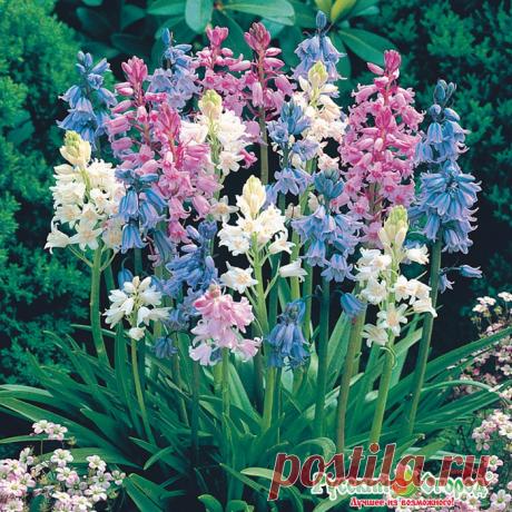 Сцилла колокольчатая