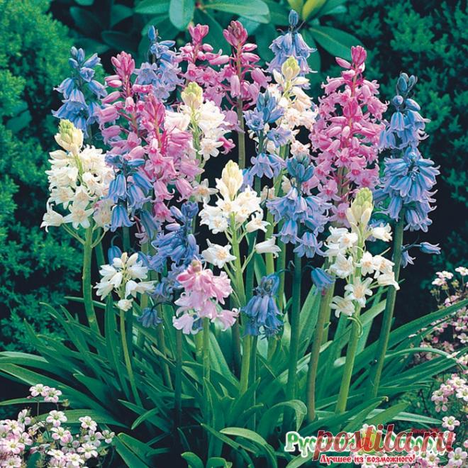 Сцилла колокольчатая