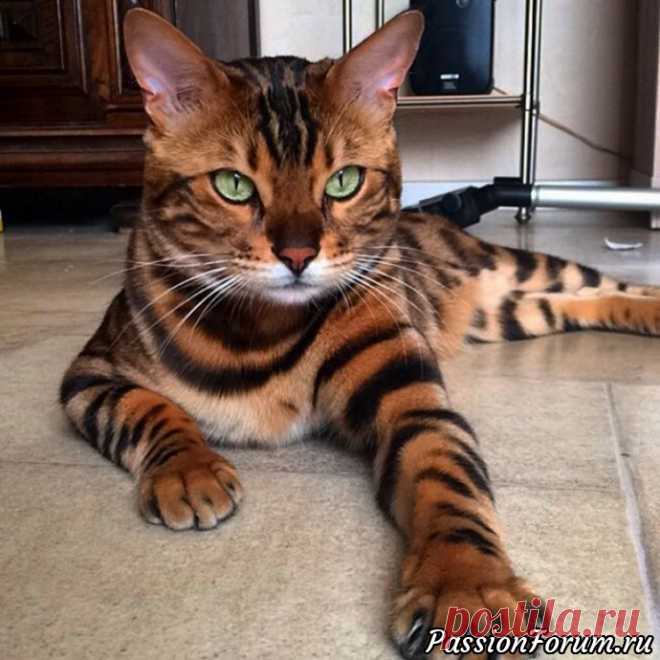 Пушистое чудо: 29 фотографий невероятно красивых котов со всего мира - запись пользователя Елена в сообществе Болталка в категории Истории в картинках