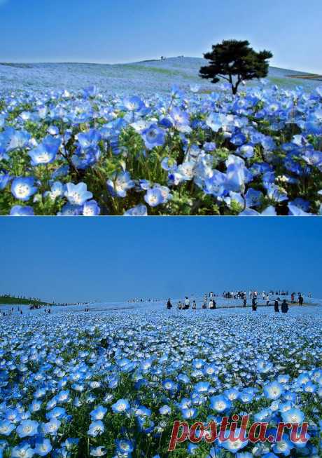 Времена года в японском национальном парке Хитачи (34 фото)