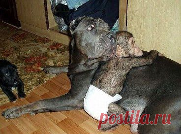 Татьяна Лисичкина
Когда в зоопарке умерла шимпанзе, недавно родившая малыша, 
сотруднику пришлось взять шимпанзенка домой для выкармливания. 
И тут случилось ЧУДО - о маленькой обезьянке стала заботиться собака, 
как раз в это время выкармливающая щенков!
НЕВЕРОЯТНЫЙ СЛУЧАЙ !!! 
ДОБРОТА И  МАТЕРИНСКАЯ ЛЮБОВЬ В ОДНОМ ФЛАКОНЕ!!!
ЕСТЬ ЧЕМУ ПОУЧИТЬСЯ НАМ ЛЮДЯМ !!!
СОГЛАСНЫ? 
СТАВЬТЕ КЛАСС !!! ПОДЕЛИТЕСЬ С ДРУЗЬЯМИ !!!
•••








•••в продолжении фото, песня