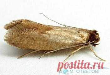 Моль, прощай навсегда! - DomOtvetov.ru Если в доме завелась моль, то можно утверждать, что перед хозяйкой возникла очень серьезная проблема, поскольку это прожорливое насекомое не щадит ни красивой одежды, ни продуктов питания. Как избавиться от этой напасти - читайте в статье.