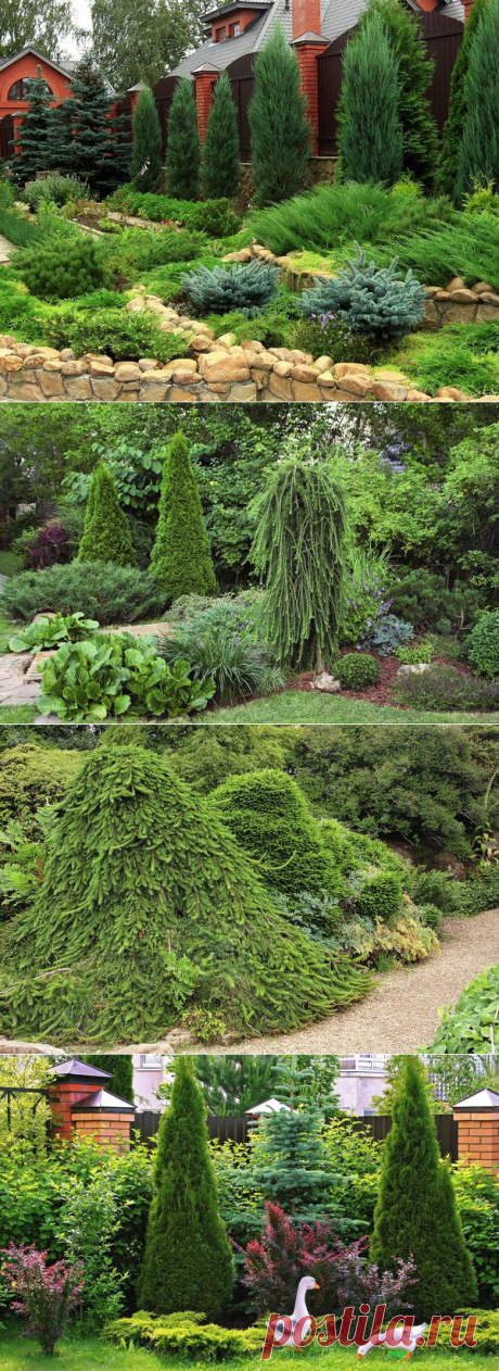 Хвойные растения с вертикальной формой кроны