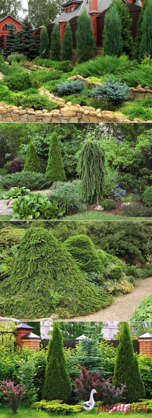 Хвойные растения с вертикальной формой кроны