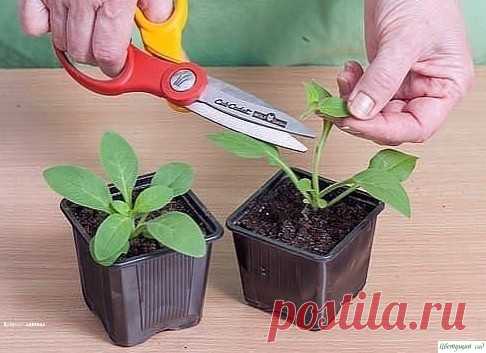 Кaк вырacтить пeтунию из ceмян