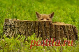 Одноклассники/ЭТОТ УДИВИТЕЛЬНЫЙ МИР ЖИВОТНЫХ.