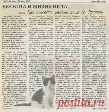 Как непросто завести кота во Франции