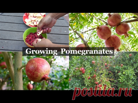 The 5 Year Pomegranate Journey - How To Grow Pomegranates
