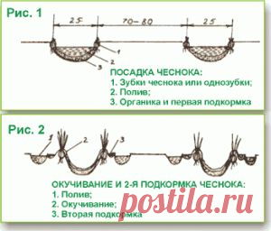 Технология выращивания чеснока на китайских грядках | Последние известия и главные новости дня