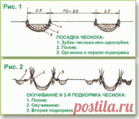 Технология выращивания чеснока на китайских грядках | Последние известия и главные новости дня