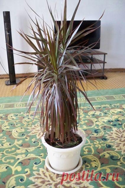 Моя Драцена плачет? - Садоводка