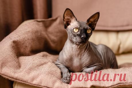 Бесшерстные кошки — сфинксы и не только. Особенности содержания, описание пород и фото — Ботаничка.ru