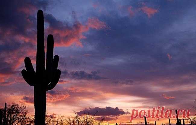 Гигантские кактусы сагуаро в пустыне Сонора - Путешествуем вместе
