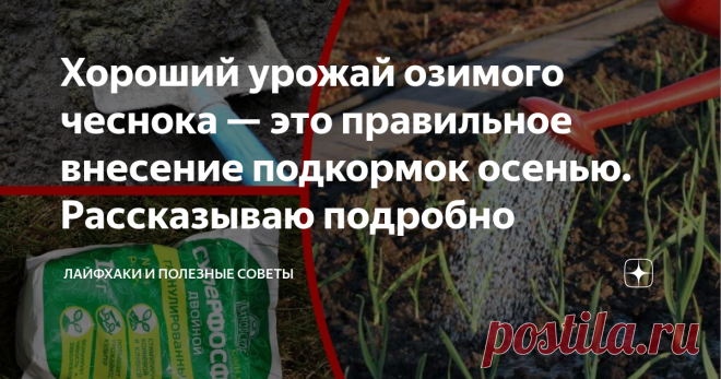 Хороший урожай озимого чеснока — это правильное внесение подкормок осенью. Рассказываю подробно Для хорошего урожая чеснока очень важна правильная его подкормка в осенний период. Сегодня об этом и поговорим. Если решили посадить чеснок осенью, сразу выбирайте для этого правильные участки. Место должно быть с достаточным освещением и правильным видом почвы. Кислые почвы чеснок не любит, выбирайте плодородные и нейтральные. Основной целью подкормки чеснока в осенний период б...