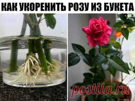 Как укоренить розу из букета?
Как часто в подаренном букете собраны красивейшие розы и нам очень хочется, чтобы в нашем саду росли такие же красавицы. Да, запросто! 
Пошаговое укоренение: 
1. Как только гости ушли, быстренько беремся не за мытье посуды, а за подготовку будущих кустов роз. Вынимаем букет из воды, обрезаем красивейшие цветки, срезаем верхнюю часть стебля с 2-3 почками, листья можно удалять, а можно и парочку оставить, сразу же втыкаем стебель в сырой картофель, затем высаживаем