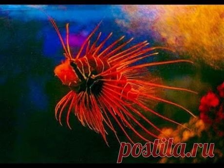 Аквариум в Севастополе - YouTube
