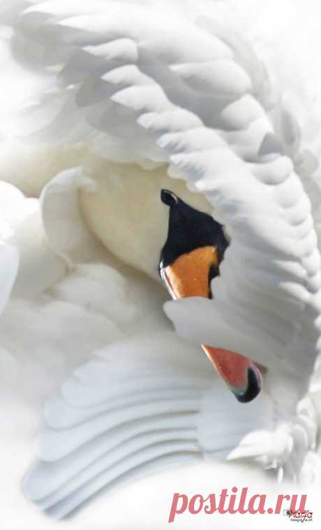 Marfa Buff - Än schwan so wiss wie Schnee