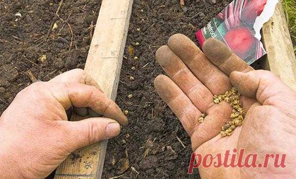 Правильная посадка свеклы семенами в открытый грунт: сроки и схемы посева
