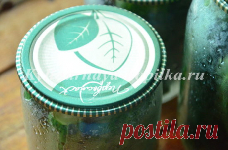 Маринованные огурцы с лимонной кислотой: рецепт на зиму