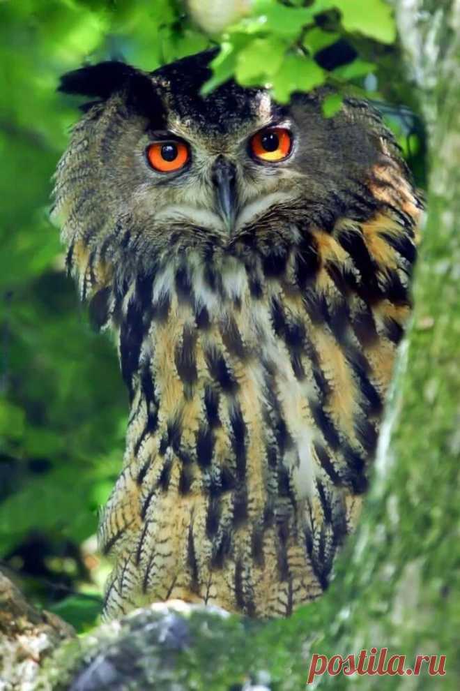 ღ