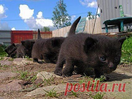 Интересное фото и видео – Фото: Животные – Community – Google+