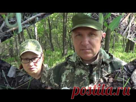 Собираем, заготавливаем папоротник Орляк