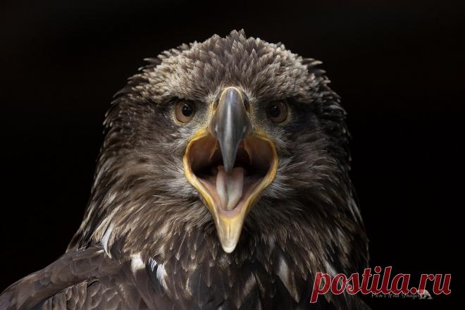 Bird Talk Explore PamsWildImages' photos on Flickr. PamsWildImages has uploaded 783 photos to Flickr.