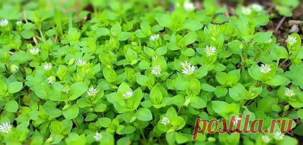 Для чего в старину собирали и сушили траву мокрицу. | Дачные советы | Яндекс Дзен