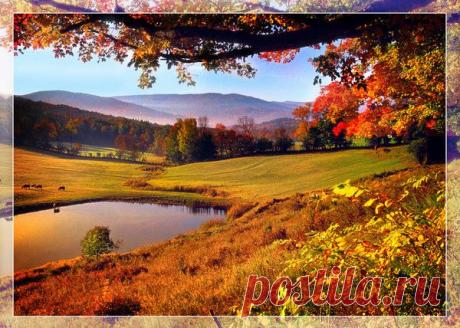 ЗОЛОТАЯ ОСЕНЬ. | Фотографии Olga Ott | 7497 фото