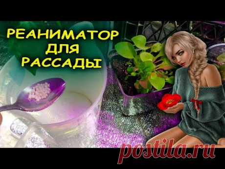 Опрыскайте один раз этим  вялую  рассаду и она оживет! Как выращивать рассаду. Средство для рассады.