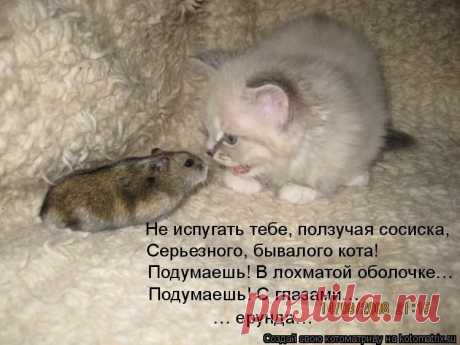 Животные шутят